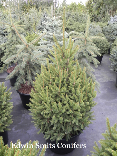 Picea abies 'Remontii'